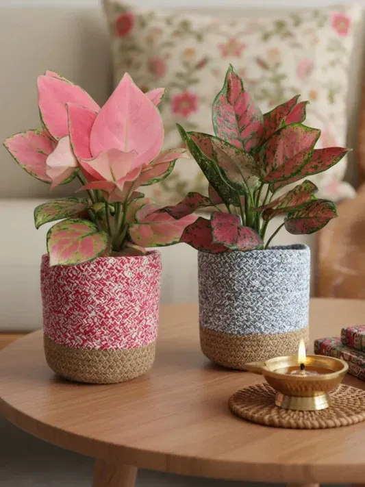 imgi 19 algaonema pink plants combo online eco friendly pots greenkin decor