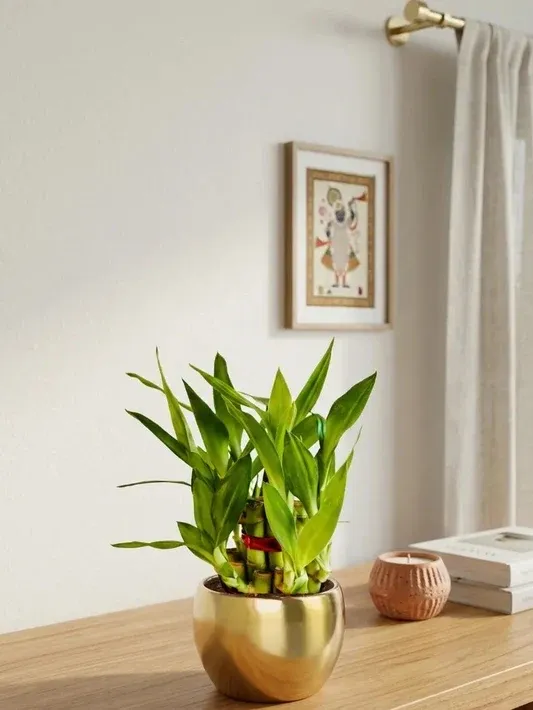imgi 21 lucky bamboo 2 layer plant with golden metal pot greenkin