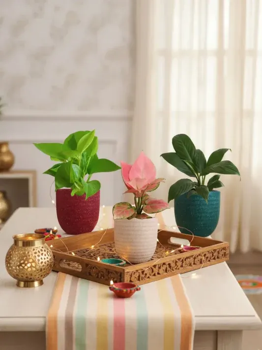 imgi 25 bedroom eco combo plants three small eco pots festive diwali gift greenkin