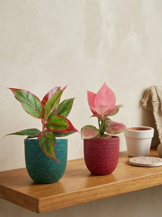 imgi 29 colorful aglaonema pink plants combo small greenkin