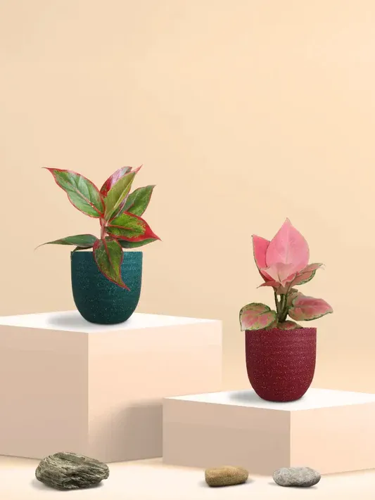 imgi 30 colorful aglaonema plants combo small greenkin