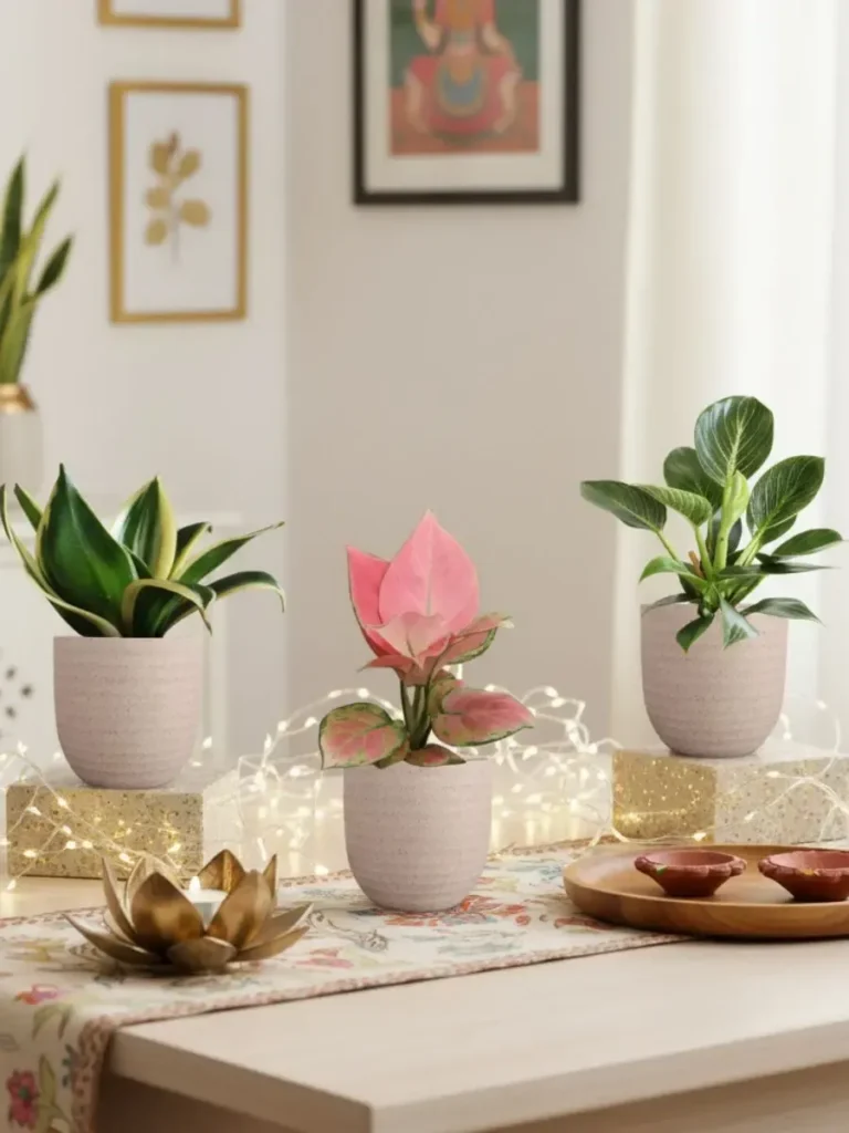 imgi 48 indoor eco combo plants three small eco cream pots festive diwali gift greenkin