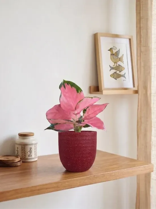 imgi 74 aglaonema cherry pink plant small eco pot red greenkin main